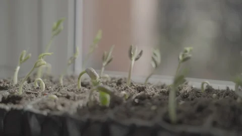 Raw close up clips of Green beans growing Stock Footage 305925868