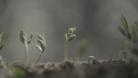 Raw close up clips of Green beans growing Stock Footage 305925918