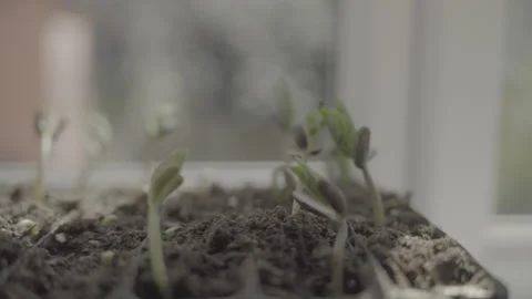 Raw close up clips of Green beans growing Stock Footage 305926018