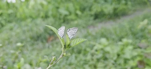 Raw Close-up Footage of Two Plains Cupid Butterflies Perched Face to Face on Stock Footage 337124312