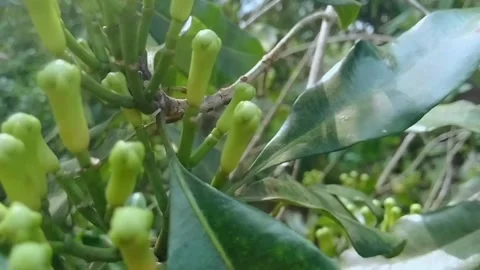 Raw cloves Stock Footage 275628995