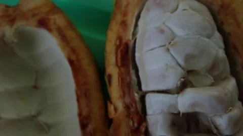 Raw coco plant before processing . Non processed chocolate Stock Footage 144589800
