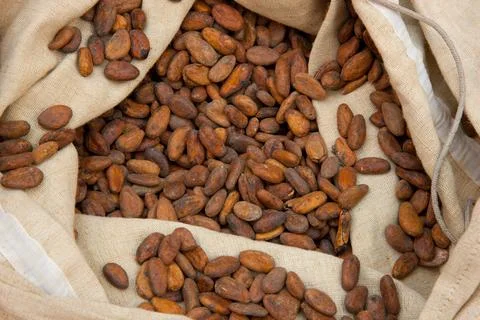 Raw Cocoa Beans in a Burlap Sack Fotos de archivo