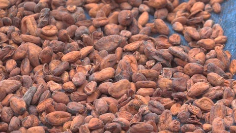 Raw Cocoa beans Drying Process. Stock Footage 113819984