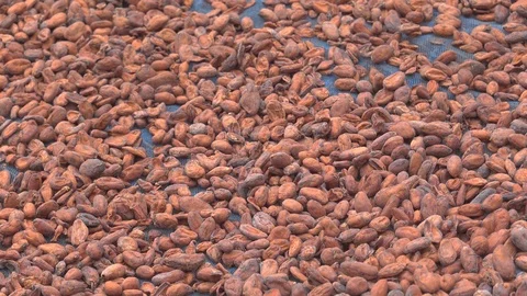 Raw Cocoa beans Drying Process. Stock Footage 113820212