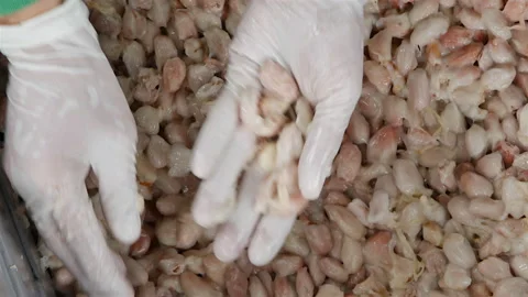 Raw Cocoa beans, Fresh cocoa pod cut exposing cocoa seeds, with a cocoa plant Stock Footage 163078624