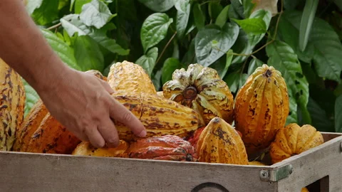 Raw Cocoa beans, Fresh cocoa pod cut exposing cocoa seeds, with a cocoa plantv Stock Footage 164152486