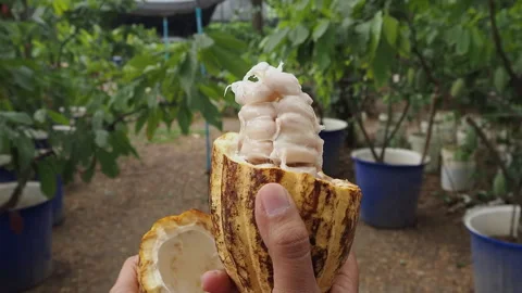 Raw Cocoa beans, Fresh cocoa pod cut exposing cocoa seeds Stock Footage 263463903