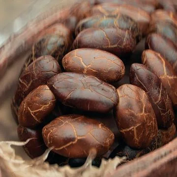 Raw Cocoa Beans Inside Cacao Pod Highlighting Rich Texture and Detail Stock Photos