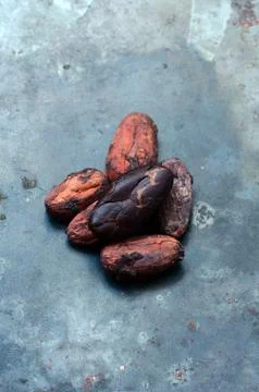 Raw Cocoa beans Stock Photos