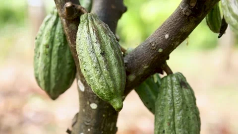 Raw cocoa fruit close up panning shot Video stock 250578556