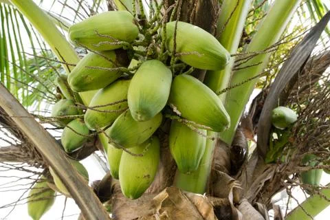 The Raw Coconuts Stock Photos
