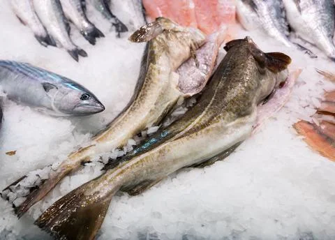 Raw cod fish on ice at fish market counter Stock Photos
