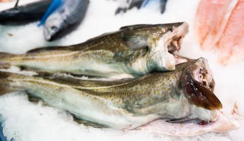 Raw cod fish on ice at fish market counter Stock Photos