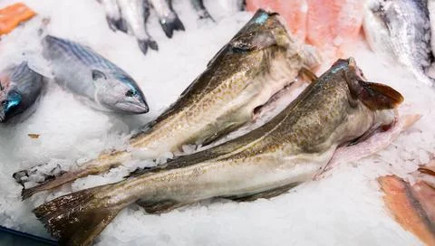 Raw cod fish on ice at fish market counter 스톡 사진