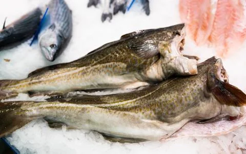Raw cod fish on ice at fish market counter 스톡 사진