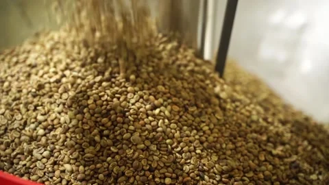 Raw Coffee Bean Pouring Into Loading Hopper Of Coffee Roasting Machine. - Stock Footage 159780737