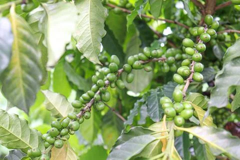 Raw coffee bean on tree Stock Photos