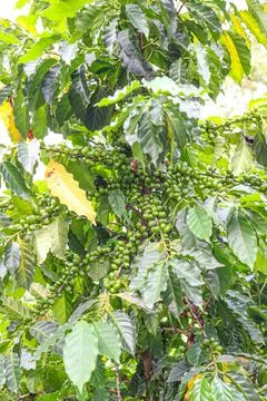 Raw coffee bean on tree 写真素材