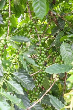 Raw coffee bean on tree 库存照片
