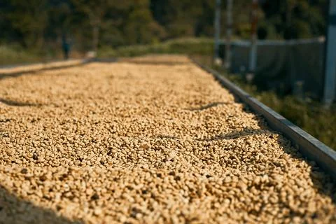 Raw coffee beans, coffee drying process on shelf natural sunlight plantatio.. Stock Photos