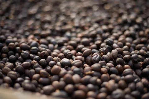 Raw coffee beans, coffee drying process on shelf natural sunlight plantatio.. Stock Photos