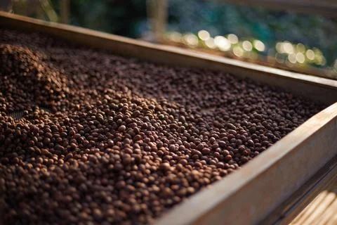 Raw coffee beans, coffee drying process on shelf natural sunlight plantatio.. Stock Photos