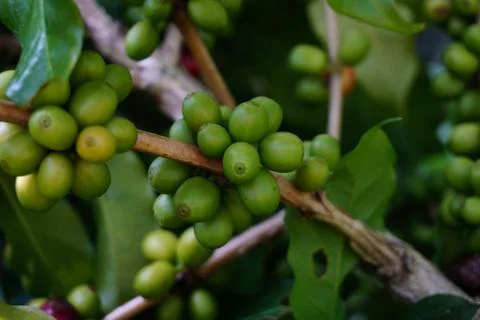 Raw coffee beans on the coffee tree Stock-Fotos