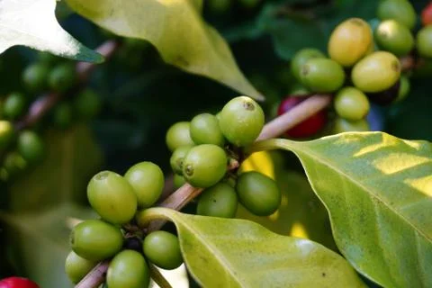 Raw coffee beans on the coffee tree Stock Photos