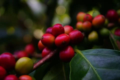 Raw coffee beans on the coffee tree Stock-Fotos