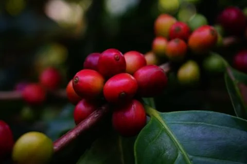 Raw coffee beans on the coffee tree Stock Photos