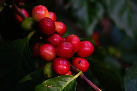 Raw coffee beans on the coffee tree Stock-Fotos