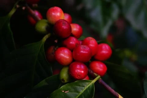 Raw coffee beans on the coffee tree Stock Photos
