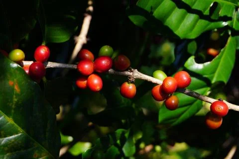 Raw coffee beans on the coffee tree Stock Photos