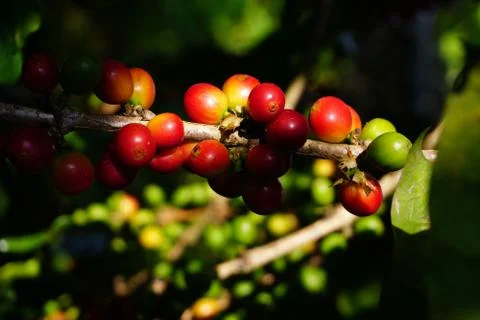 Raw coffee beans on the coffee tree Foto stock