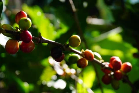 Raw coffee beans on the coffee tree Foto stock