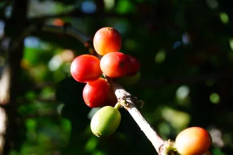 Raw coffee beans on the coffee tree Foto stock