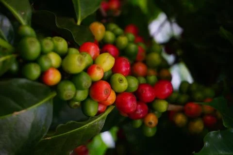 Raw coffee beans on the coffee tree Stock Photos