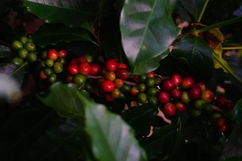 Raw coffee beans on the coffee tree Stock Photos