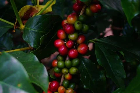 Raw coffee beans on the coffee tree Stock Photos