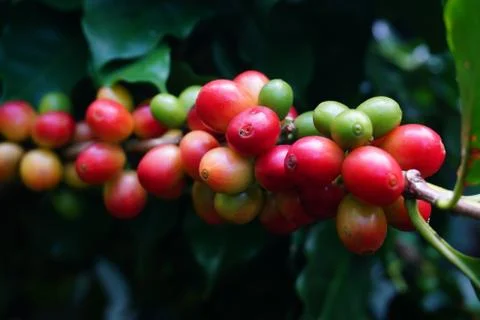 Raw coffee beans on the coffee tree Stock Photos