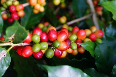 Raw coffee beans on the coffee tree Foto stock
