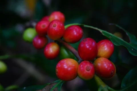Raw coffee beans on the coffee tree Stock Photos