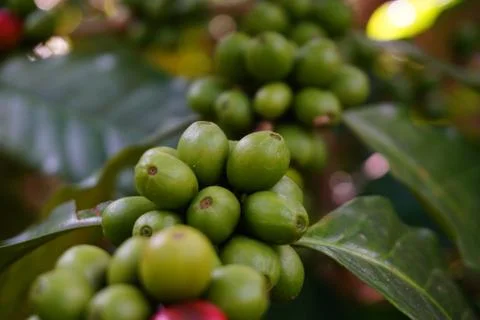 Raw coffee beans on the coffee tree Stock Photos