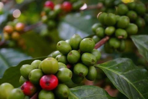 Raw coffee beans on the coffee tree Stock Photos