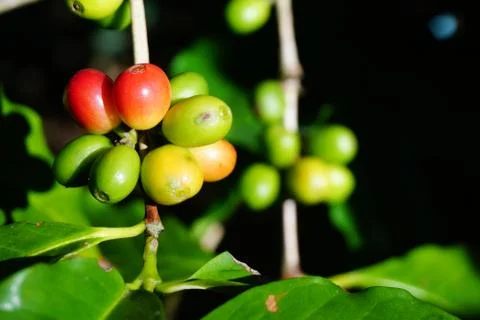 Raw coffee beans on the coffee tree Stock Photos