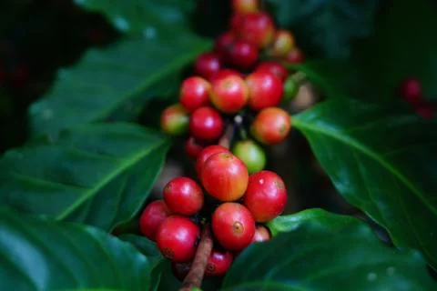 Raw coffee beans on the coffee tree Stock Photos