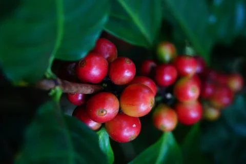 Raw coffee beans on the coffee tree Stock Photos