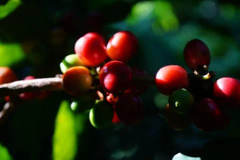 Raw coffee beans on the coffee tree Foto stock