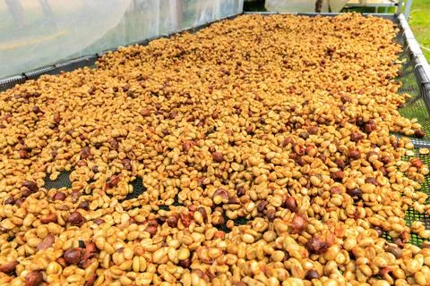 Raw Coffee Beans Drying On Mesh Tray In Sun High Angle Shot Stock Photos